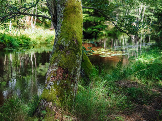 small river in the forest