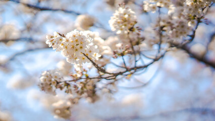 White flowers on the branches of a plum tree (Prunus domestica) on a nice sunny day with a blue sky in the background in early spring
