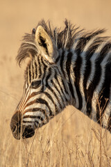 Obraz na płótnie Canvas Zebra Foal, Pilanesberg National Park