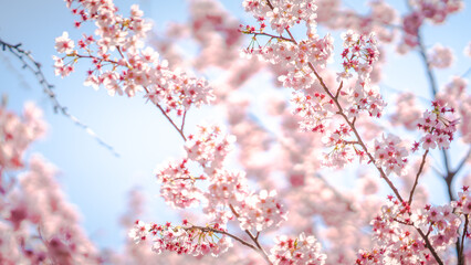 Sakura Flower or Cherry Blossom With Beautiful Nature Background