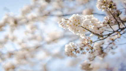 White flowers on the branches of a plum tree (Prunus domestica) on a nice sunny day with a blue sky in the background in early spring