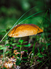 mushroom in the forest