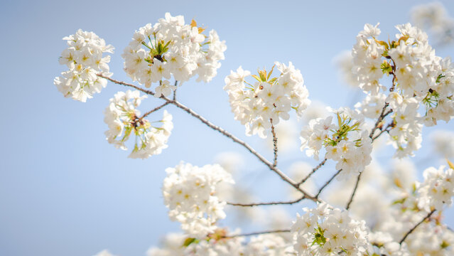 White flowers on the branches of a plum tree (Prunus domestica) on a nice sunny day with a blue sky in the background in early spring