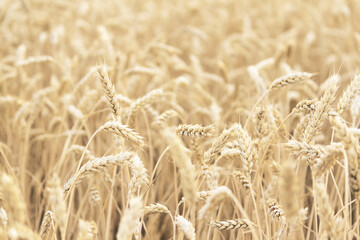 barley field with ripe ears