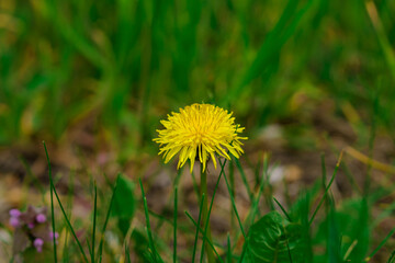 Blooming yellow dandelion, in the spring, is among the uneven plants