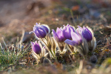 Pasque flowers on spring field. Photo Pulsatilla grandis with nice bokeh.