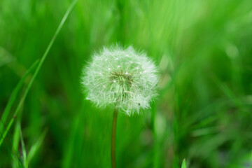 Fototapeta premium Fluffy white dandelion grows among green grass.