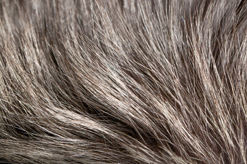 Animal fur close up. Background of gray sable and red fox or chinchilla wool, pile fur texture.