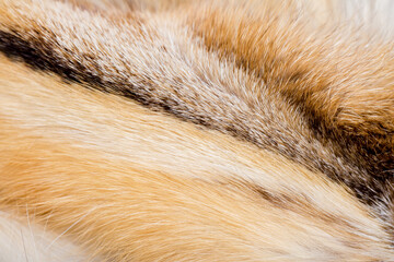 Animal fur close up. Background of gray sable and red fox or chinchilla wool, pile fur texture.