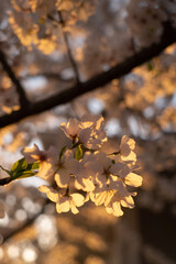 autumn leaves