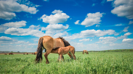 Beautiful thoroughbred horses on the field on a sunny day.