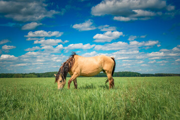 Beautiful thoroughbred horses on the field on a sunny day.