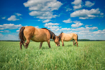 Naklejka na ściany i meble Beautiful thoroughbred horses on the field on a sunny day.