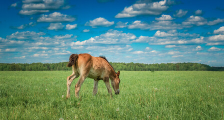 Beautiful thoroughbred horses on the field on a sunny day.