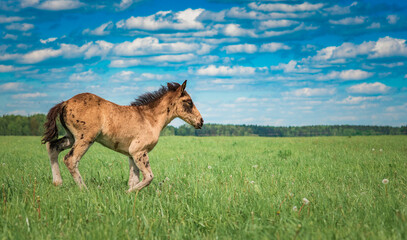Beautiful thoroughbred horses on the field on a sunny day.