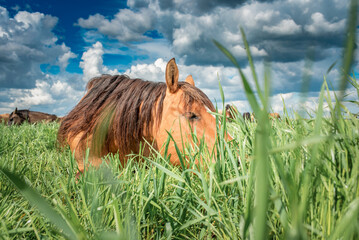 Beautiful thoroughbred horses on the field on a sunny day.