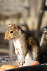 squirrel eating nut
