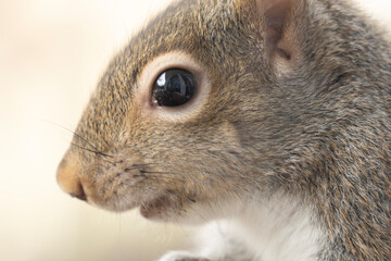 close up of a squirrel