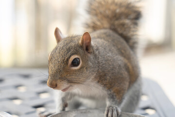 squirrel in the park