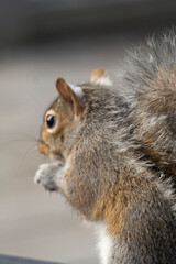 squirrel eating nut