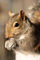 squirrel eating nut