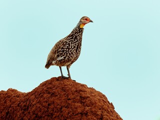 Ein Gelbkehlfrankolin (Frankolinus bicalcaratus) auf einem Hügel, Sambia.