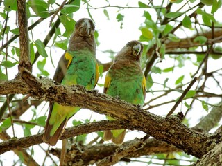 Ein Paar Goldbugpapageien (Poicephalus meyeri) im Baum, Sambia.