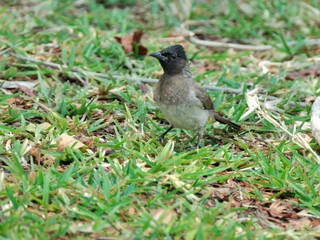 Ein Graubülbül (Pycnonotus barbatus) am Boden, Sambia.
