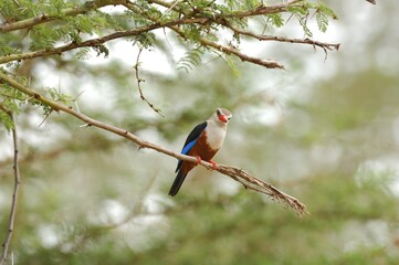 Ein Graukopfliest (Halcyon leucocephala) auf seinem Ansitz, Sambia.