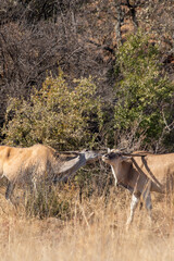 Common Eland, Pilanesberg National Park