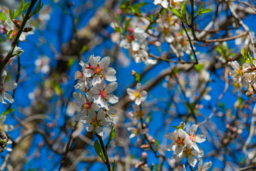 DATCA, TURKEY: Flowers almond tree in the flowering period on a sunny day.