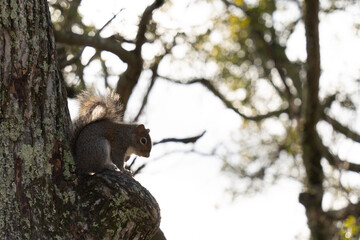 squirrel on tree
