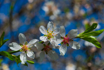 DATCA, TURKEY: Flowers almond tree in the flowering period on a sunny day.