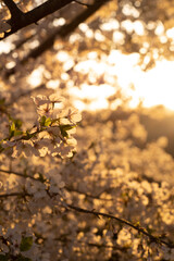 golden autumn leaves