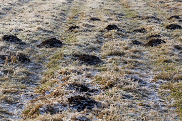 a mole hole in frost in winter
