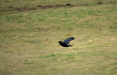 a rook (Corvus frugilegus) in flight over Salisbury Plain, Wiltshire UK