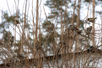 sparrows on branches. Flock of grey birds in winter