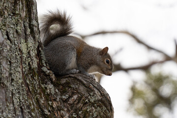 squirrel on a tree