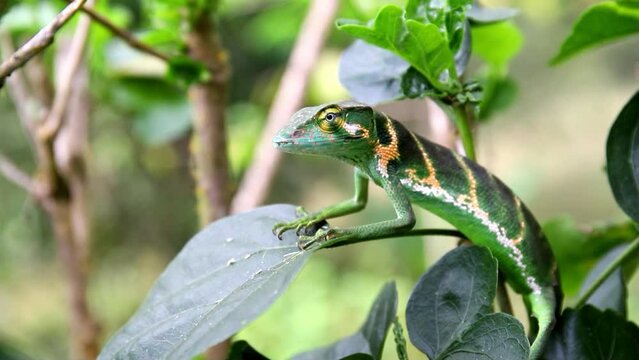 Lizard sits on a leaf in the jungle of Costa Rica Video