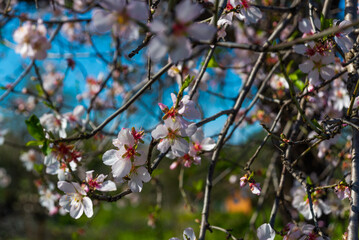 DATCA, MUGLA, TURKEY: Flowers on the branch of an almond tree during the flowering period on a sunny day.