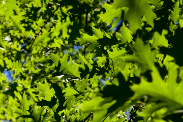 beautiful young foliage of green trees