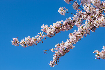 Japanese cherry blooming tree in spring against the blue sky. High quality photo