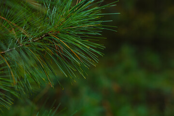 Fototapeta na wymiar Pine tree background. Coniferous texture or background photo