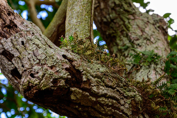 trunk of a tree