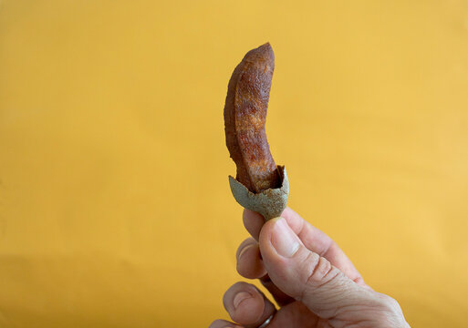 A person displays a sweet tamarind fruit before eating it.