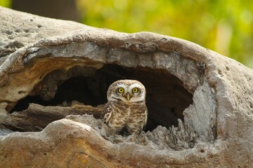 Spotted Owlet