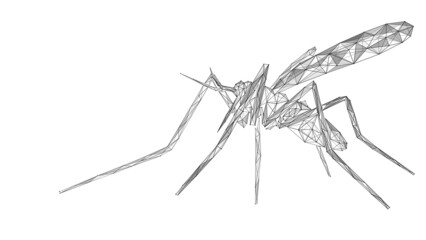 Mosquito. A blood-sucking insect. Polygonal design of interconnected lines and points.