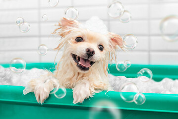 Pomeranian spitz is showering with shampoo in dog bath