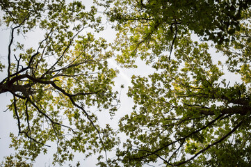 Tree, Grass, Sun, Poland