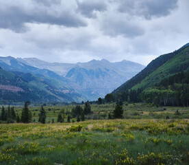 Fototapeta premium Wildflowers pine trees and mountains in Colorado landscape
